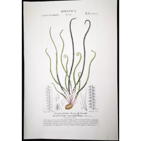 Antique Fern Prints Set (22) – 19th Century Botanical Engravings | Turpin