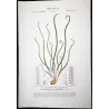 Ferns – Set of 22 Original Antique Botanical Lithographs by Turpin (c. 1830)