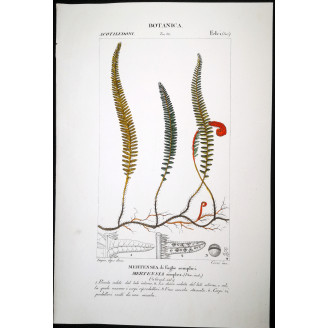 Set of 22 Fern Prints  Antique Botanical Lithographs by Turpin (c. 1830)
