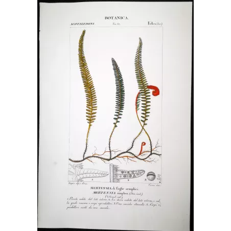 Antique Fern Prints Set (22) – 19th Century Botanical Engravings | Turpin
