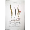 Ferns – Set of 22 Original Antique Botanical Lithographs by Turpin (c. 1830)