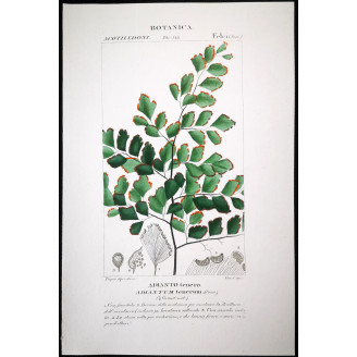 Set of 22 Fern Prints  Antique Botanical Lithographs by Turpin (c. 1830)