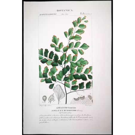 Antique Fern Prints Set (22) – 19th Century Botanical Engravings | Turpin