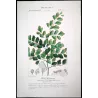 Ferns – Set of 22 Original Antique Botanical Lithographs by Turpin (c. 1830)