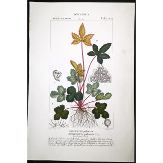 Set of 22 Fern Prints  Antique Botanical Lithographs by Turpin (c. 1830)
