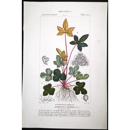 Antique Fern Prints Set (22) – 19th Century Botanical Engravings | Turpin