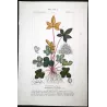 Ferns – Set of 22 Original Antique Botanical Lithographs by Turpin (c. 1830)