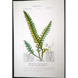 Set of 22 Fern Prints  Antique Botanical Lithographs by Turpin (c. 1830)
