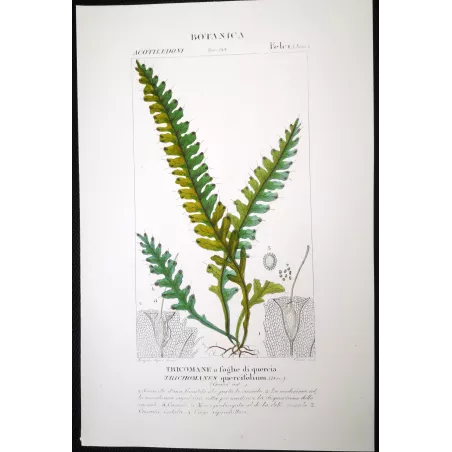 Antique Fern Prints Set (22) – 19th Century Botanical Engravings | Turpin