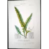 Ferns – Set of 22 Original Antique Botanical Lithographs by Turpin (c. 1830)