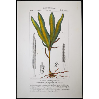 Set of 22 Fern Prints  Antique Botanical Lithographs by Turpin (c. 1830)