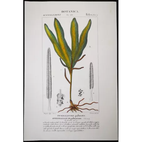 Antique Fern Prints Set (22) – 19th Century Botanical Engravings | Turpin