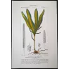 Ferns – Set of 22 Original Antique Botanical Lithographs by Turpin (c. 1830)