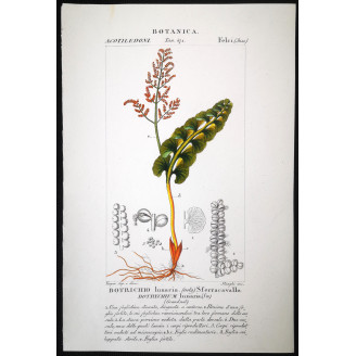 Set of 22 Fern Prints  Antique Botanical Lithographs by Turpin (c. 1830)