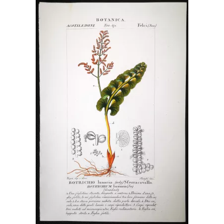 Antique Fern Prints Set (22) – 19th Century Botanical Engravings | Turpin