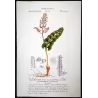 Ferns – Set of 22 Original Antique Botanical Lithographs by Turpin (c. 1830)