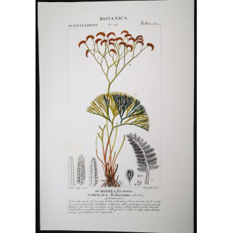 Set of 22 Fern Prints  Antique Botanical Lithographs by Turpin (c. 1830)