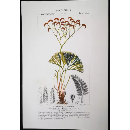 Antique Fern Prints Set (22) – 19th Century Botanical Engravings | Turpin