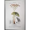 Ferns – Set of 22 Original Antique Botanical Lithographs by Turpin (c. 1830)