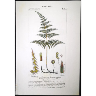 Set of 22 Fern Prints  Antique Botanical Lithographs by Turpin (c. 1830)