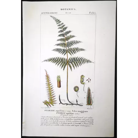 Antique Fern Prints Set (22) – 19th Century Botanical Engravings | Turpin
