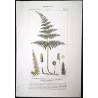 Ferns – Set of 22 Original Antique Botanical Lithographs by Turpin (c. 1830)