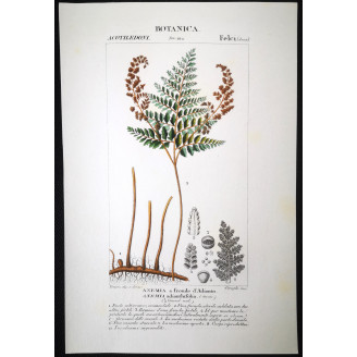 Set of 22 Fern Prints  Antique Botanical Lithographs by Turpin (c. 1830)