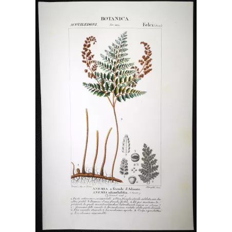 Antique Fern Prints Set (22) – 19th Century Botanical Engravings | Turpin