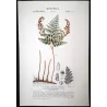 Ferns – Set of 22 Original Antique Botanical Lithographs by Turpin (c. 1830)
