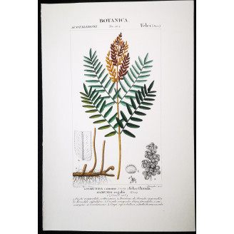 Set of 22 Fern Prints  Antique Botanical Lithographs by Turpin (c. 1830)