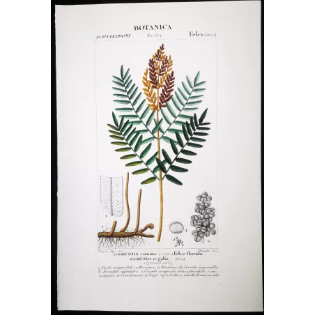 Antique Fern Prints Set (22) – 19th Century Botanical Engravings | Turpin