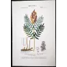 Ferns – Set of 22 Original Antique Botanical Lithographs by Turpin (c. 1830)