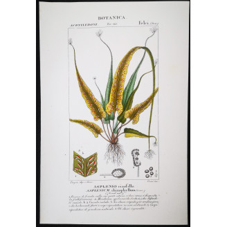 Set of 22 Fern Prints  Antique Botanical Lithographs by Turpin (c. 1830)