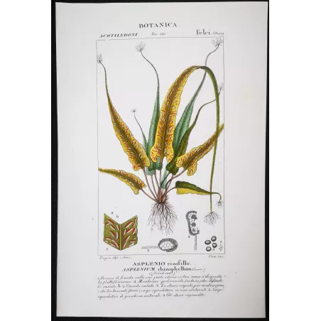 Antique Fern Prints Set (22) – 19th Century Botanical Engravings | Turpin