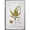 Ferns – Set of 22 Original Antique Botanical Lithographs by Turpin (c. 1830)