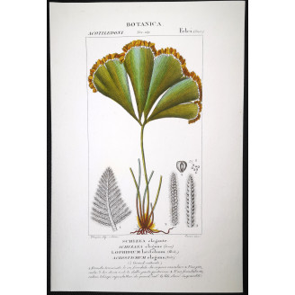 Set of 22 Fern Prints  Antique Botanical Lithographs by Turpin (c. 1830)