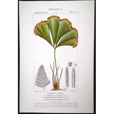Antique Fern Prints Set (22) – 19th Century Botanical Engravings | Turpin
