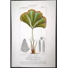 Ferns – Set of 22 Original Antique Botanical Lithographs by Turpin (c. 1830)