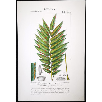 Set of 22 Fern Prints  Antique Botanical Lithographs by Turpin (c. 1830)