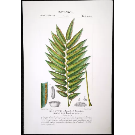 Antique Fern Prints Set (22) – 19th Century Botanical Engravings | Turpin