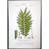 Ferns – Set of 22 Original Antique Botanical Lithographs by Turpin (c. 1830)