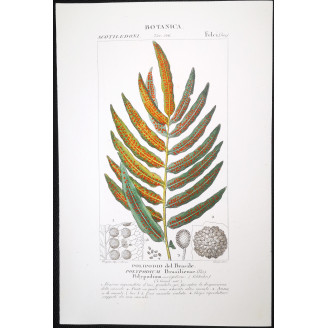 Set of 22 Fern Prints  Antique Botanical Lithographs by Turpin (c. 1830)
