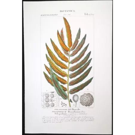 Antique Fern Prints Set (22) – 19th Century Botanical Engravings | Turpin
