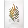 Ferns – Set of 22 Original Antique Botanical Lithographs by Turpin (c. 1830)