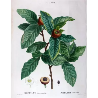 Morus nigra  Black Mulberry Print by Redouté