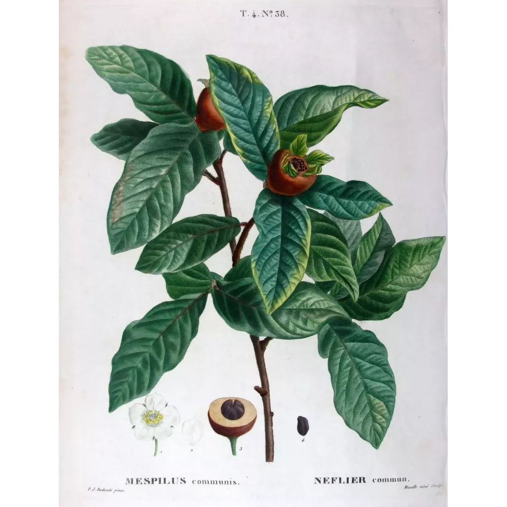 Morus nigra Black Mulberry Print by Redouté Morus nigra Black Mulberry Print by Redouté