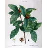 Common Medlar (*Mespilus communis*) / Néflier commun Original engraving by Pierre-Joseph Redouté (c.1801-1819)