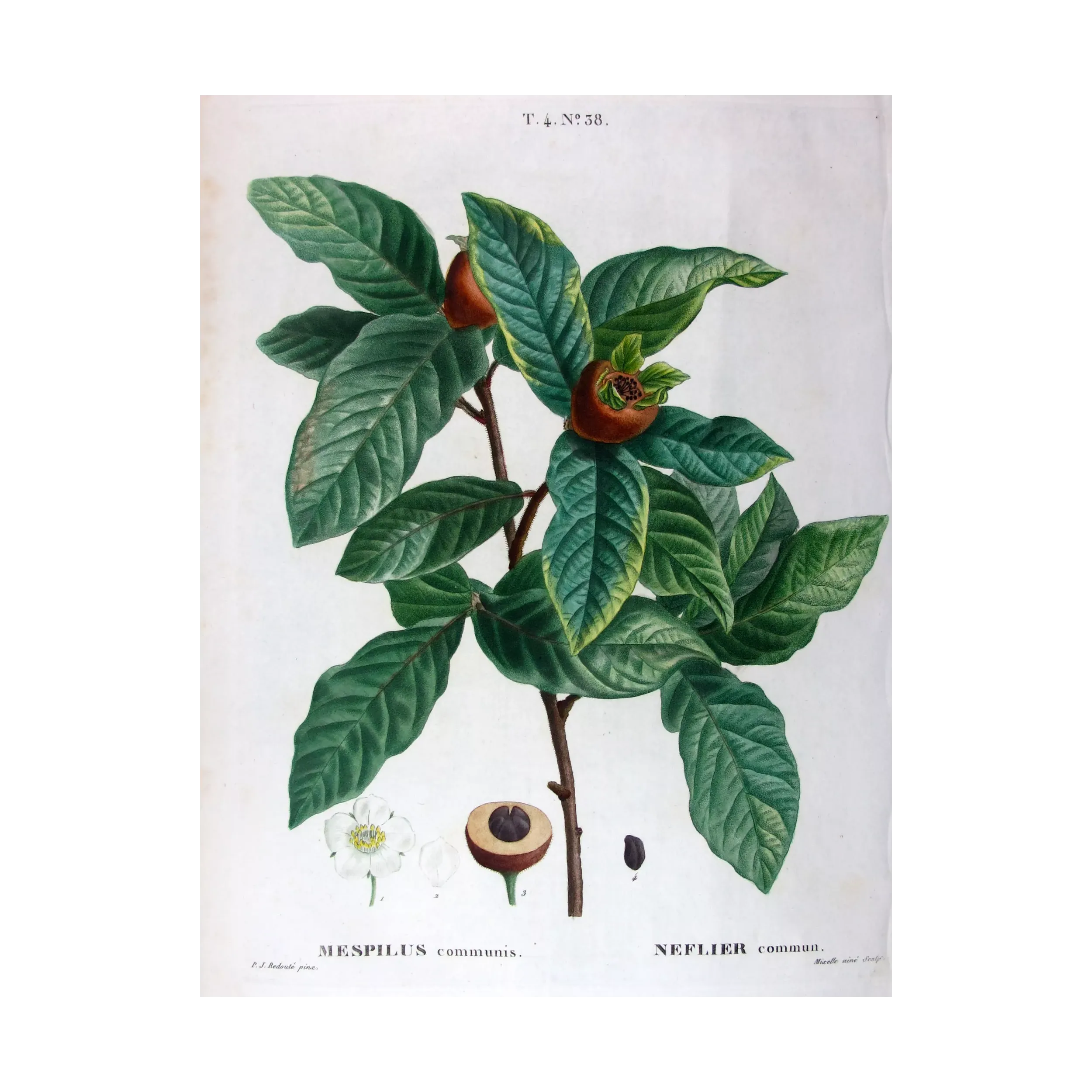 Antique Print by Pierre-Joseph Redouté – Common Medlar (Mespilus communis)