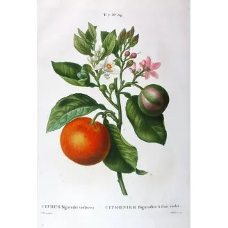 Antique Botanical Print – Pancrace Bessa – Lime Fruit