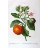 Lime Fruit (*Citrus Limonum*), Citronnier Limonier, Antique botanical print by Bessa  (c.1801-1819)